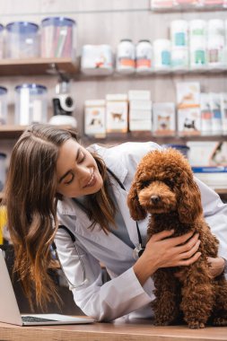 Cheerful veterinarian looking at brown poodle near laptop in pet shop 