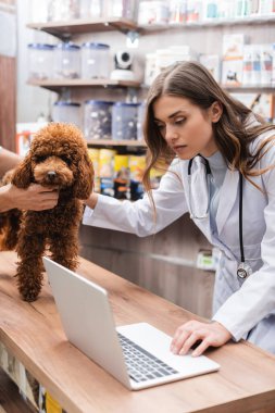 Veterinarian using laptop near man holding poodle in pet shop 