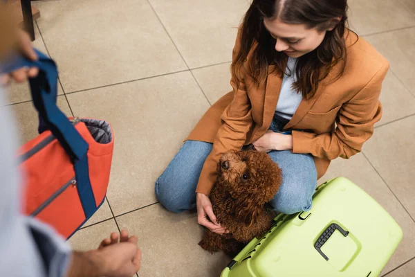 High Angle View Woman Petting Poodle Dog Boyfriend Bag Par — Stock Photo, Image