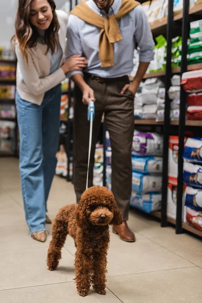 Poodle on leash near blurred couple in pet shop