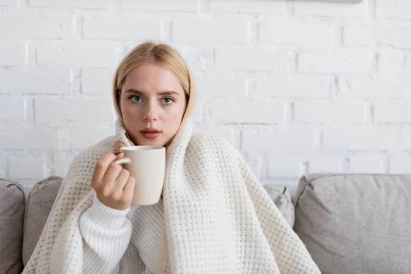 Fiatal Szőke Pulóverben Borított Fehér Takaró Csésze Tea Nappaliban — Stock Fotó