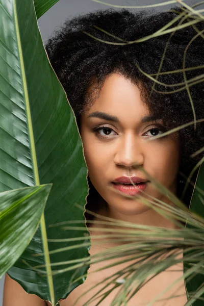 Mujer afroamericana bonita con maquillaje natural mirando la cámara cerca de hojas verdes aisladas en gris - foto de stock