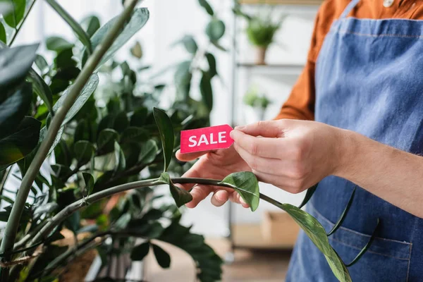 Vue recadrée du détaillant dans le tablier tenant l'étiquette de prix avec lettrage de vente près de l'usine dans le magasin — Photo de stock