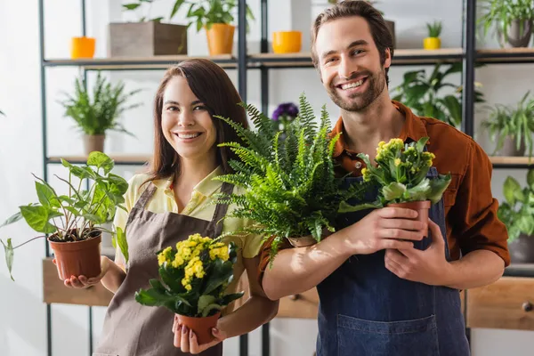 Alegre floristas sosteniendo plantas en floristería - foto de stock