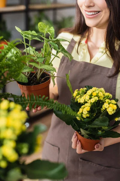 Vista ritagliata di fiorista sorridente che tiene piante in negozio di fiori — Foto stock