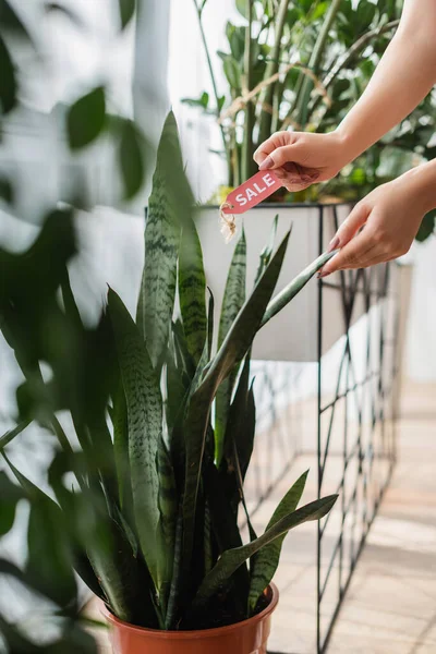 Vue recadrée du fleuriste tenant l'étiquette de prix près de la plante dans le magasin de fleurs — Photo de stock