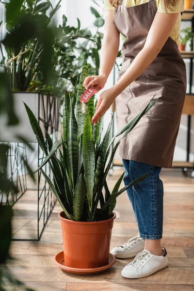 Vista cortada de florista segurando preço com venda lettering perto de planta na loja — Fotografia de Stock