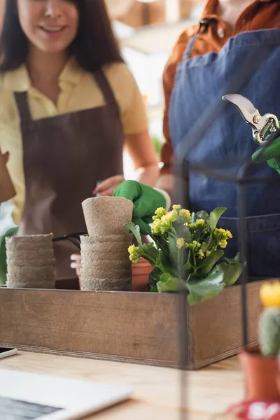 Vista recortada de floristería con tijeras de podar cerca de la planta y colega en la tienda - foto de stock