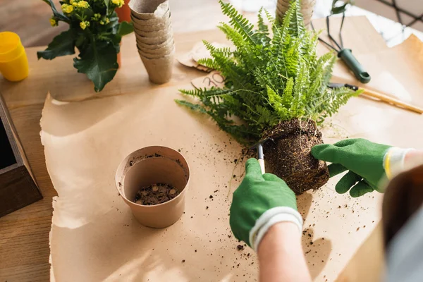 Ausgeschnittene Ansicht des Blumenhändlers in Handschuhen mit Harke in der Nähe der Pflanze mit Boden im Geschäft — Stockfoto