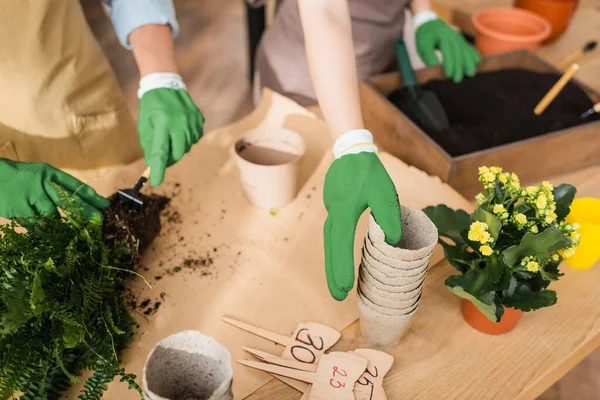 Vista recortada de floristas en guantes trabajando con plantas cerca de macetas y etiquetas de precios en la tienda - foto de stock