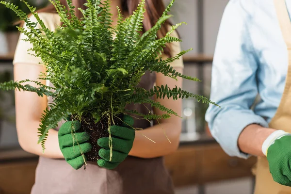 Cropped view of blurred florist holding plant with ground in flower shop — Stock Photo