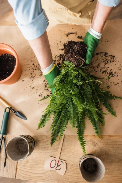 Vista dall'alto di fiorista che tiene la pianta vicino a vasi da fiori con terreno in negozio — Foto stock