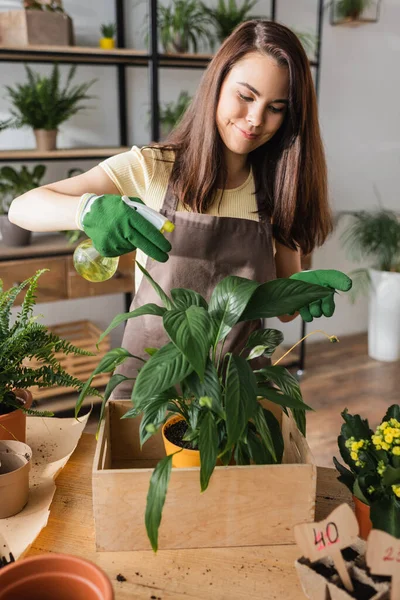 Lächelnder Blumenhändler sprüht Wasser auf Pflanze auf Tisch im Blumenladen — Stockfoto