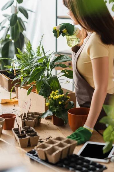 Brunette Floristin sprüht Wasser auf Pflanzen in der Nähe von Blumentöpfen im Geschäft — Stockfoto