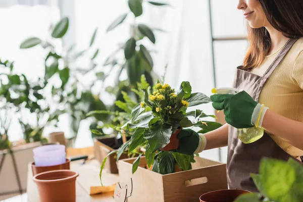 Vista recortada de floristería rociando agua sobre planta con flores en tienda - foto de stock