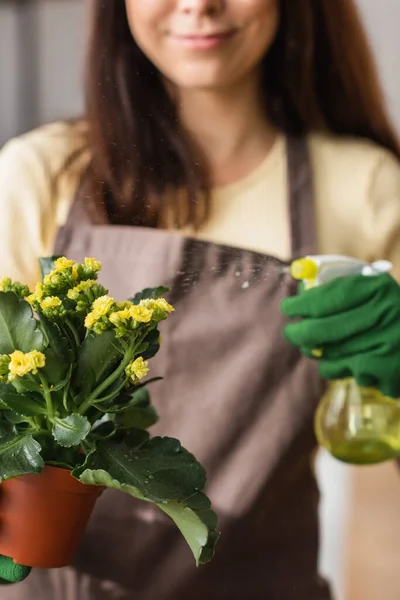 Vue recadrée d'un fleuriste flou pulvérisant de l'eau sur une plante en fleurs — Photo de stock