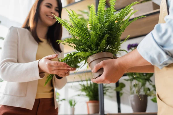 Florista segurando planta perto de cliente sorridente na loja de flores — Fotografia de Stock