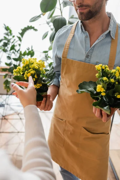 Vista ritagliata del cliente che punta alla pianta in mano del venditore nel negozio di fiori — Foto stock