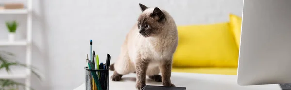 Пухнаста кішка сидить на столі біля монітора комп'ютера і тримача ручки в домашньому офісі, банер — стокове фото