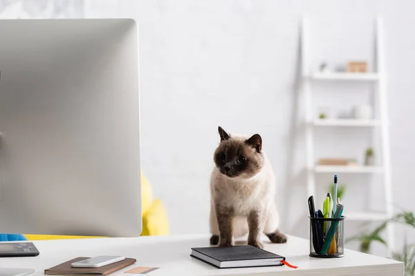 Furry cat on desk near computer monitor, mobile phone and notebooks — Stock Photo