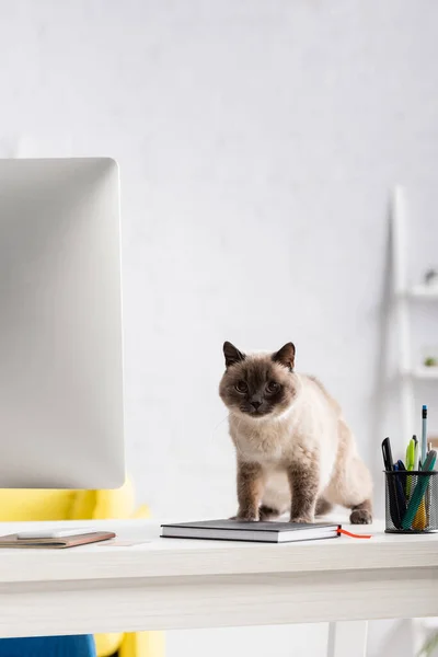 Пушистый кот смотрит в камеру на столе возле монитора компьютера, ноутбуков и канцелярских принадлежностей — стоковое фото