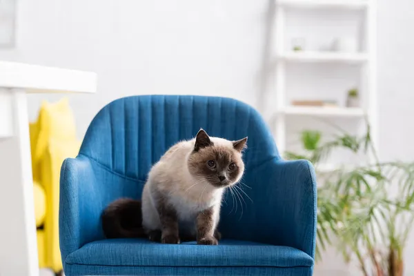 Furry cat sitting on blue armchair at home — Stock Photo