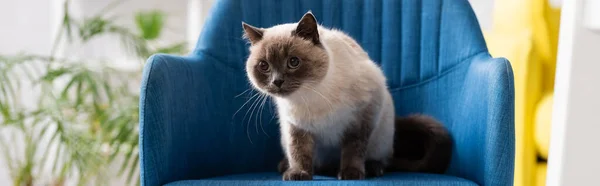 Chat avec fourrure moelleuse assis sur un fauteuil bleu à la maison, bannière — Photo de stock