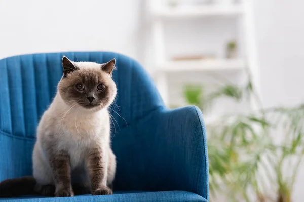 Chat poilu assis sur un fauteuil bleu et regardant la caméra — Photo de stock