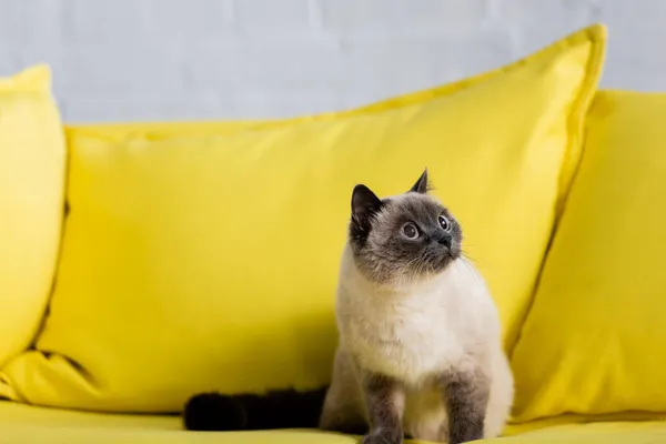 Flauschige Katze schaut weg, während sie auf gelbem Sofa mit weichen Kissen sitzt — Stockfoto