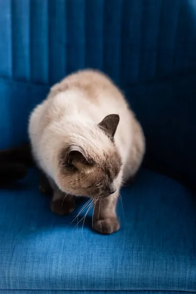 Blick auf flauschige Katze, die auf blauem Sessel zu Hause sitzt — Stockfoto