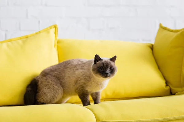 Pelzige Katze sitzt auf gelbem Sofa mit weichen Kissen — Stockfoto