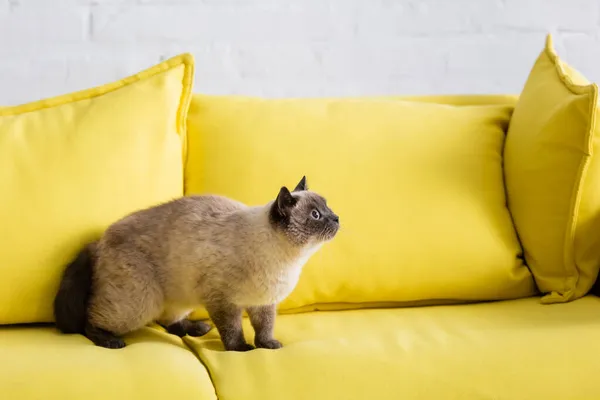 Pelzige Katze schaut auf weichem gelben Sofa im Wohnzimmer weg — Stockfoto