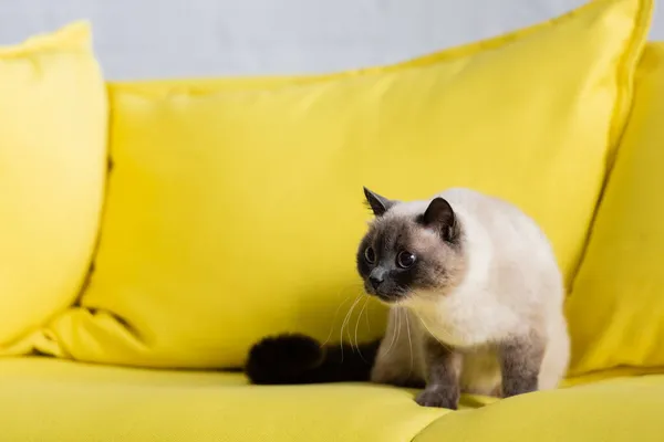 Пухнастий дивився в очі на жовтий диван у вітальні — стокове фото