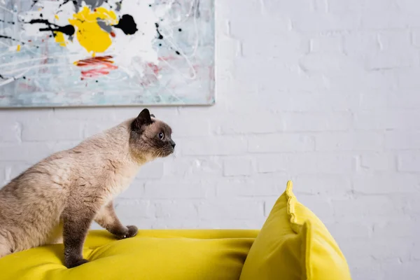 Fluffy cat on yellow couch near blurred painting on white wall — Stock Photo