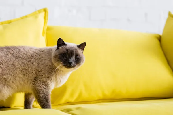 Gato con pelaje esponjoso en sofá amarillo en sala de estar - foto de stock