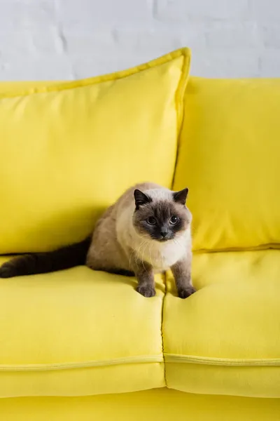 Chat moelleux assis sur un canapé jaune à la maison — Photo de stock