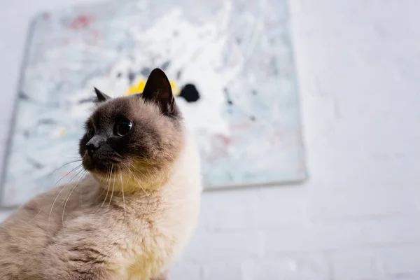 Vista de cerca de gato peludo mirando hacia fuera en casa - foto de stock