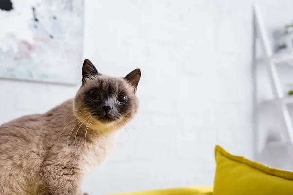Gato esponjoso mirando hacia fuera en casa en sala de estar - foto de stock