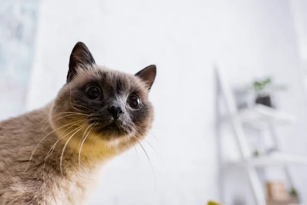 Закрытый вид на пушистую кошку, смотрящую вдали от дома — стоковое фото