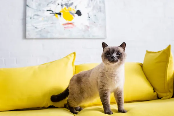 Chat moelleux sur canapé jaune près image floue sur mur blanc — Photo de stock
