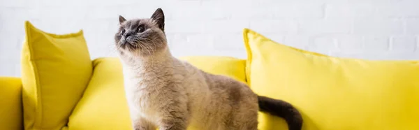 Pelzige Katze schaut auf gelbem Sofa im Wohnzimmer weg, Banner — Stockfoto