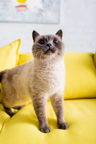 Vista da vicino del gatto peloso sul divano giallo su sfondo sfocato — Foto stock