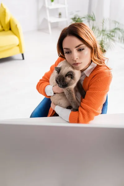 Young woman looking at blurred monitor while sitting with cat near blurred monitor — Stock Photo