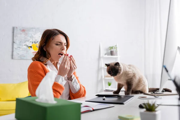 Freelancer espirros enquanto sofre de alergia perto gato sentado na mesa de trabalho — Fotografia de Stock