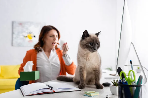 Selective focus of cat on desk near computer monitor, notebook and blurred allergic woman suffering from allergy — Stock Photo