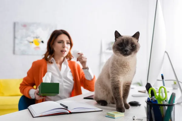 Foco seletivo de gato sentado na mesa de trabalho perto de mulher alérgica turva com guardanapos de papel — Fotografia de Stock