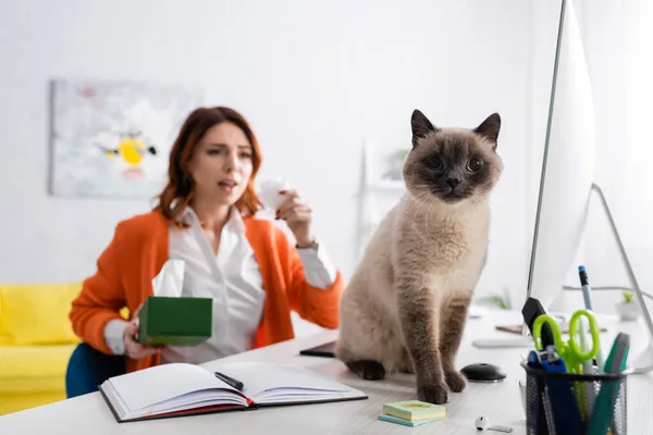 Selective focus of cat sitting on work desk near blurred allergic woman with paper napkins — Stock Photo