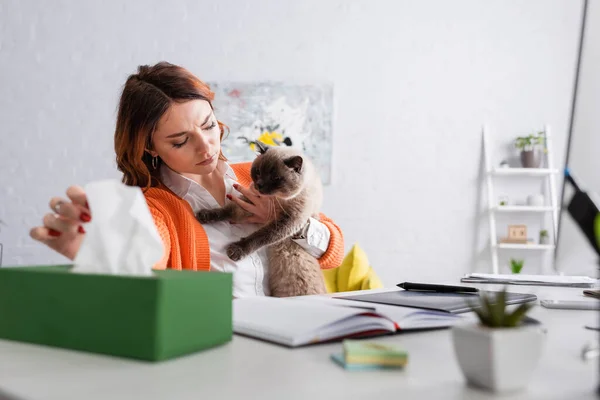 Femme allergique avec chat prenant une serviette en papier du paquet flou tout en étant assis au bureau à la maison — Photo de stock