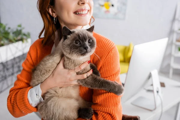 Обрізаний вид усміхненої жінки, що тримає кота біля комп'ютерного монітора на розмитому фоні — стокове фото