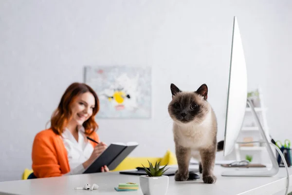 Кошка на рабочем столе рядом с размытым фрилансером, пишущая в блокноте, работая дома — стоковое фото